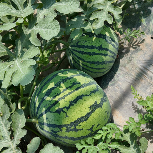 本地8424 西瓜 10斤-12斤礼盒装 商品图0