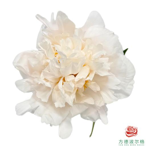 芍药 雪峰 5枝一扎 商品图0