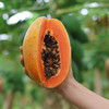 树上熟牛奶木瓜（48小时内发货） 商品缩略图1