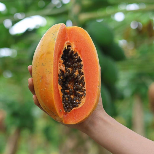 树上熟牛奶木瓜（48小时内发货） 商品图1