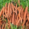 400克*2盒39.9️云南昆明有机方式种植拇指胡萝卜带有机证书️收到不带叶亦蔬亦果质地脆嫩味甘多汁几乎无纤维基地直邮 商品缩略图2