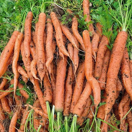 400克*2盒39.9️云南昆明有机方式种植拇指胡萝卜带有机证书️收到不带叶亦蔬亦果质地脆嫩味甘多汁几乎无纤维基地直邮 商品图2