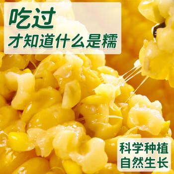 灶小美【内蒙古产地】黄糯八厘米玉米段12袋≥4斤粗粮 源头直发包邮 /粮油调味 /杂粮 /谷米类 商品图3