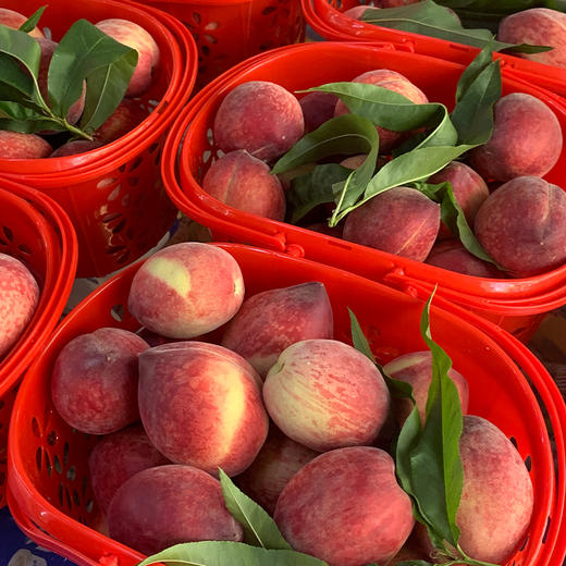 新鲜水果 果香浓郁 脆甜可口郧阳青曲当季脆桃 1筐(每筐3斤左右) 商品图2