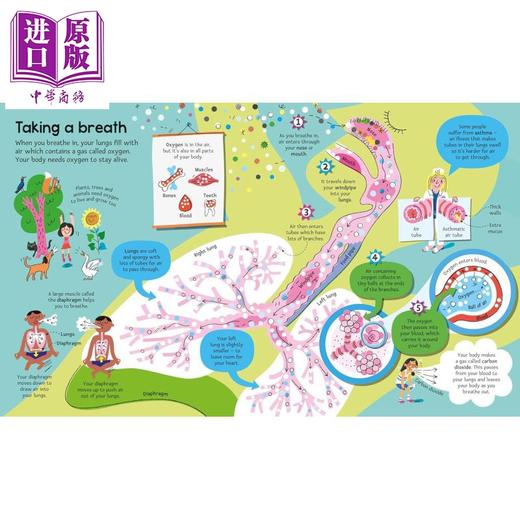 【中商原版】尤斯伯恩大书 人体 Big Book of The Body 英文原版 儿童科普读物 知识百科绘本 进口童书 精装 大开本 有折叠页 商品图2