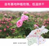 [内购不对外]平阴5月头茬玫瑰花冠茶10g/瓶·一朵一杯·花青素满满 商品缩略图2