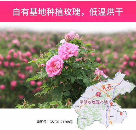 [内购不对外]平阴5月头茬玫瑰花冠茶10g/瓶·一朵一杯·花青素满满 商品图2