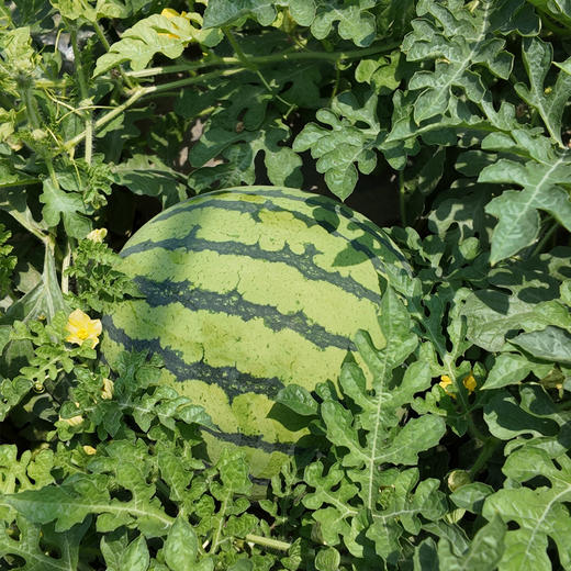 本地8424 西瓜 10斤-12斤礼盒装 商品图1