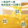 灶小美【内蒙古产地】黄糯八厘米玉米段12袋≥4斤粗粮 源头直发包邮 /粮油调味 /杂粮 /谷米类 商品缩略图6