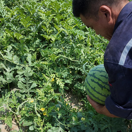 本地8424 西瓜 10斤-12斤礼盒装 商品图2