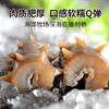 老尹家【青岛产地】海洋牧场深海底播即食海参1200g滋补礼盒源头直发 /生鲜 /海鲜水产 /海参 商品缩略图2