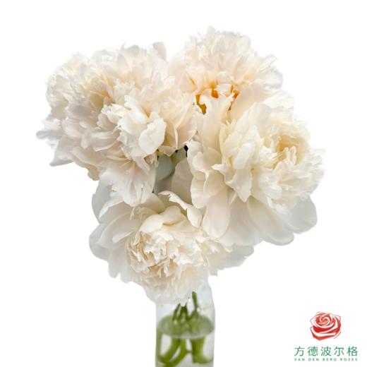 芍药 雪峰 5枝一扎 商品图2