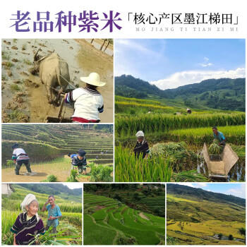 璞匠墨江梯田紫米 五谷杂粮粗粮血糯米胚芽米月子米粥米1斤装 /粮油调味 /杂粮 /谷米类 商品图2