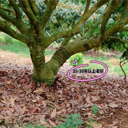 海南·妃子笑荔枝 4斤装 顺丰空运 商品图5