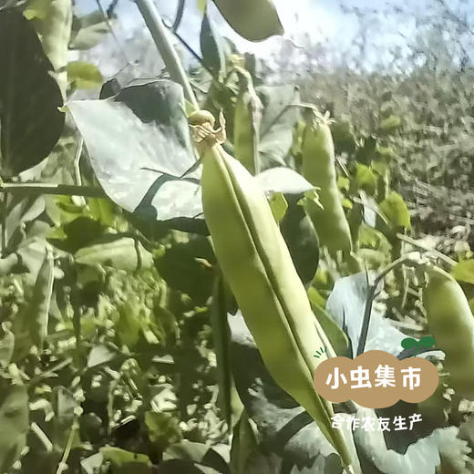 祁连山生态干豌豆 500g/袋 | 合作农友生产，来自甘肃河西走廊，生产者：尹发华 ＆【公平贸易农人定价】 商品图4