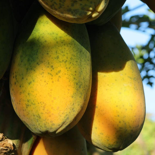 树上熟牛奶木瓜（48小时内发货） 商品图2