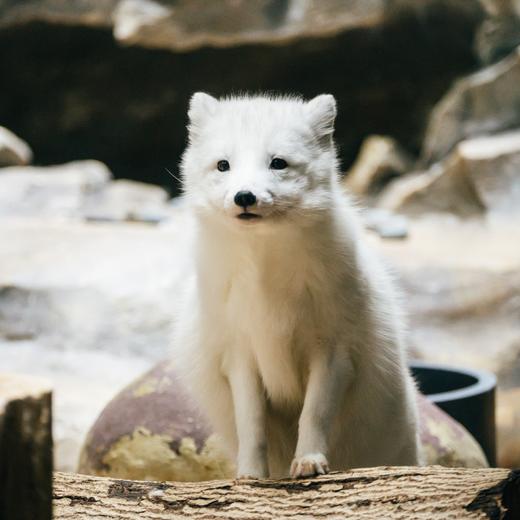 南方都市报小记者香港研学2天 商品图2