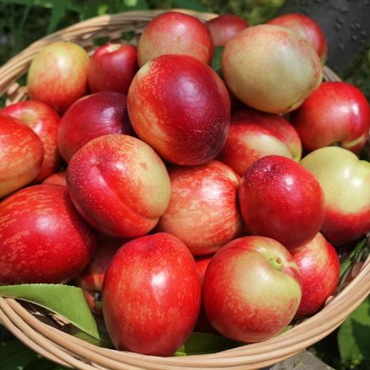 新鲜水果  时令新品郧阳区清凉寺油桃 5斤装  商品图0