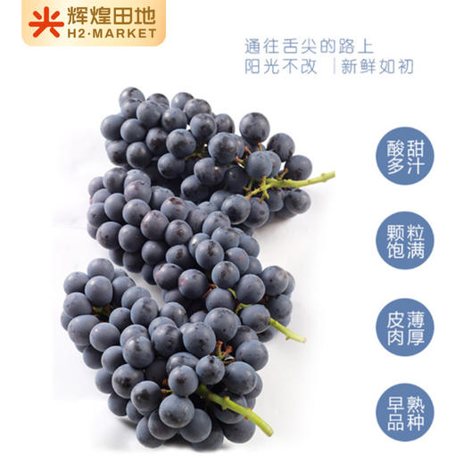 云南蓝莓葡萄（无籽）3斤礼盒装（2-3串） 商品图6