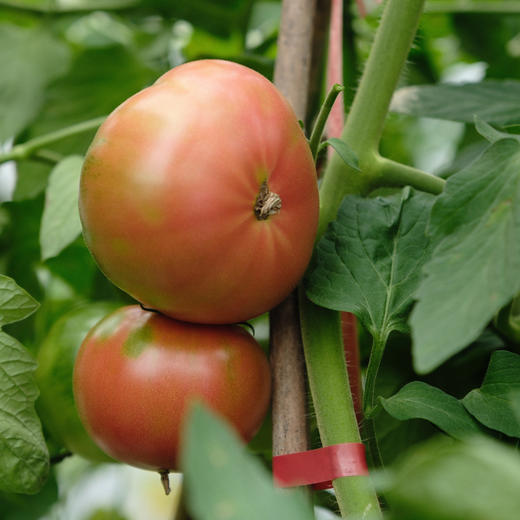 昌西公社生态高山蔬菜家庭组合蔬菜礼包当季时令蔬菜净重4斤体验卡 商品图4