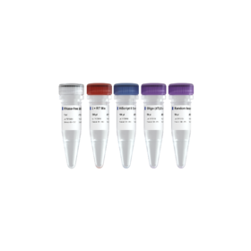 HiScript II 1st Strand cDNA Synthesis Kit