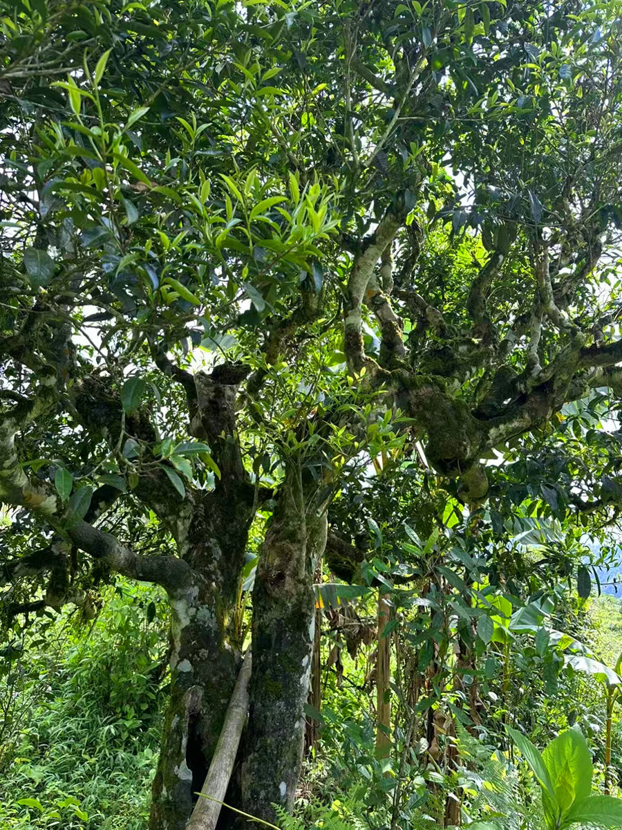 梦蝶2022春茶 茶饼及茶样 上新 收茶最后品种