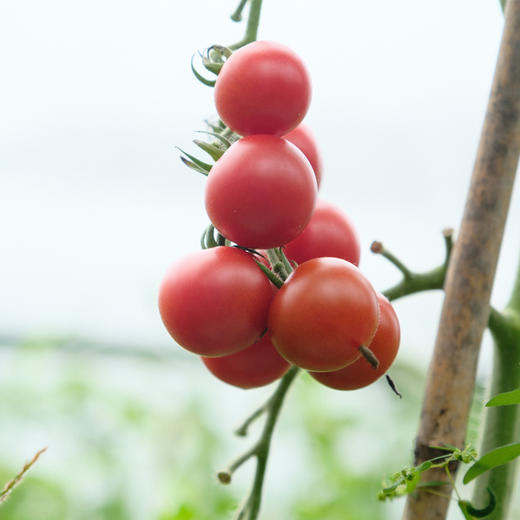 【昌西公社】生态蔬菜基地圣女果新鲜现摘脆甜爽口当季水果小番茄净重5斤 商品图2