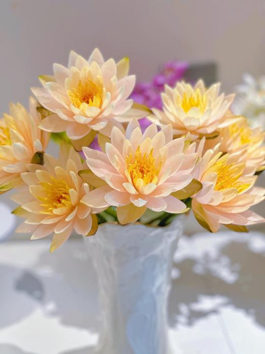 【AB级睡莲】10支/份 颜色自选 商品图9