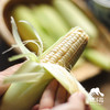 生态甜糯玉米 | 绿家自产*Ecological waxy corn | Self-production 商品缩略图2