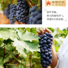 云南蓝莓葡萄（无籽）3斤礼盒装（2-3串） 商品缩略图5