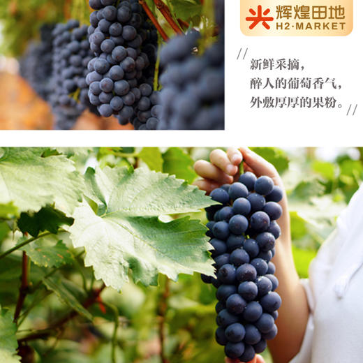 云南蓝莓葡萄（无籽）3斤礼盒装（2-3串） 商品图5