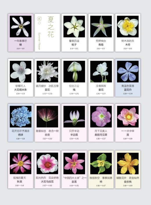 《如何观察身边的花：有趣的植物解剖图鉴》 商品图4
