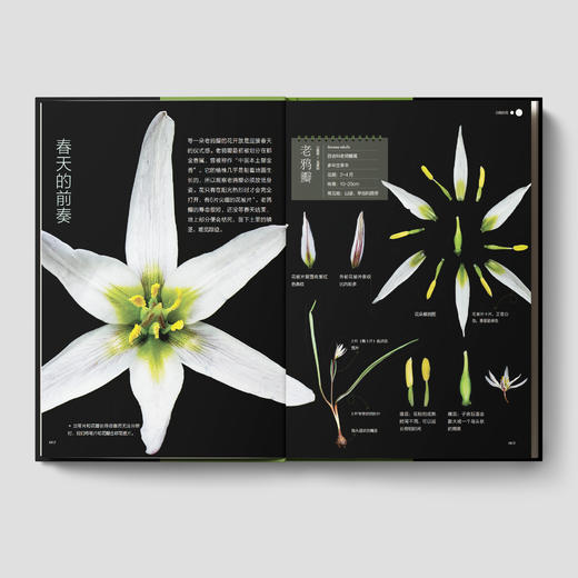 《如何观察身边的花：有趣的植物解剖图鉴》 商品图5