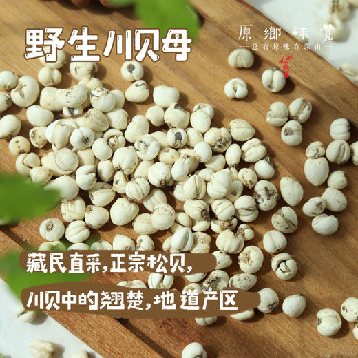 野生川贝母（成都仓库-顺丰快递）| 18g，38g，来自四川阿坝，生产者：松潘藏民【合作生产，公平贸易】 商品图0