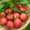 新鲜水果  时令新品郧阳区清凉寺油桃 5斤装  商品缩略图2