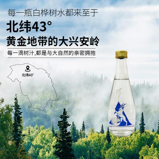 冷极白桦树汁 原汁原味 礼盒装 送货上门 甄选大兴安岭野生植物清甜 商品图3