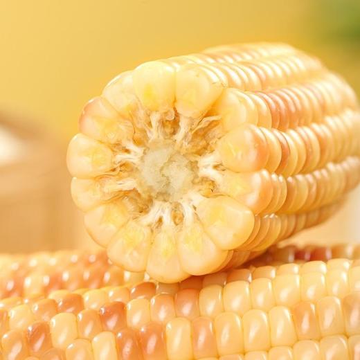 【香糯小玉米】浓浓玉米香，云南西双版纳高原种植，新鲜采摘熟化，Q弹有嚼劲，老人小孩孕妇爱吃的粗粮 商品图3