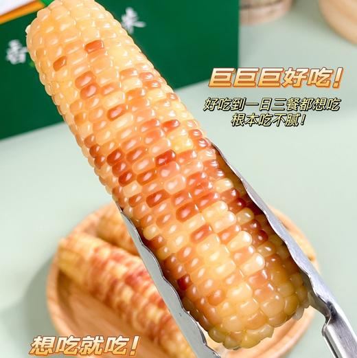 【香糯小玉米】浓浓玉米香，云南西双版纳高原种植，新鲜采摘熟化，Q弹有嚼劲，老人小孩孕妇爱吃的粗粮 商品图4