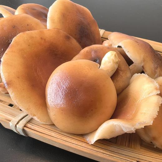 顺丰空运云南深山野生小香蕈头水雨前菇菌肉脆嫩香滑鲜味物质浓度是干菇的3倍无需味精自然鲜香直击味蕾基地直邮 商品图2
