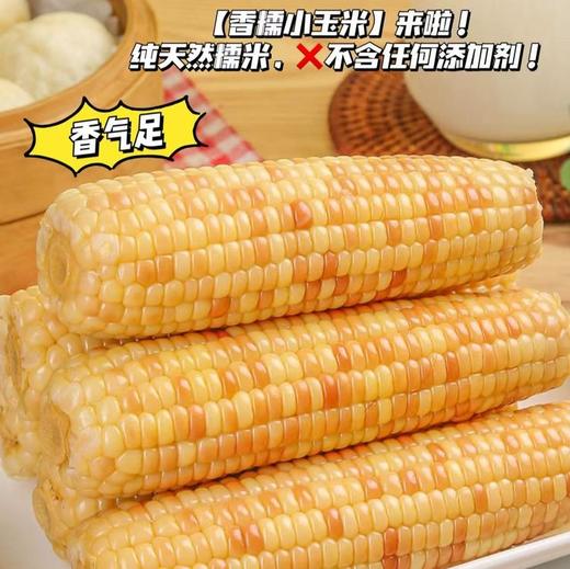 【香糯小玉米】浓浓玉米香，云南西双版纳高原种植，新鲜采摘熟化，Q弹有嚼劲，老人小孩孕妇爱吃的粗粮 商品图2