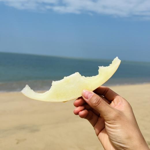 【519直播】金美人蜜瓜3~3.5斤(A级瓜2个小瓜) 商品图3