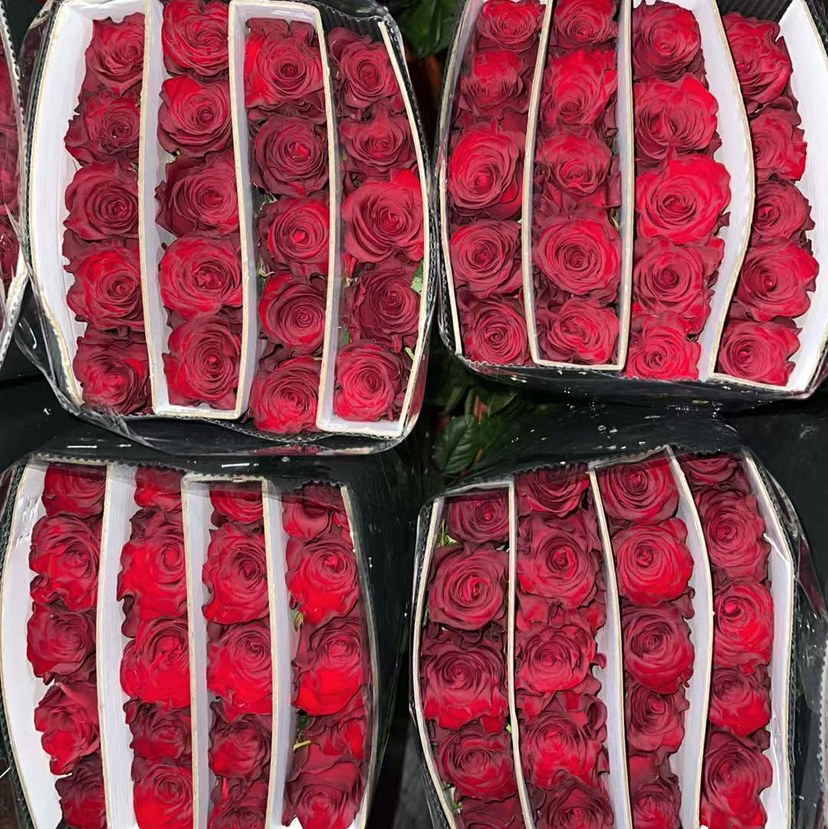 玫瑰高原红60.CM