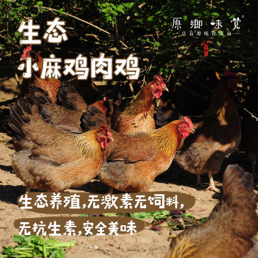 生态小麻鸡肉鸡（母鸡）（基地直发-顺丰包邮） | 2-2.99斤，来自广东珠海，生产者 ：邹子龙【合作生产，公平贸易】 商品图0