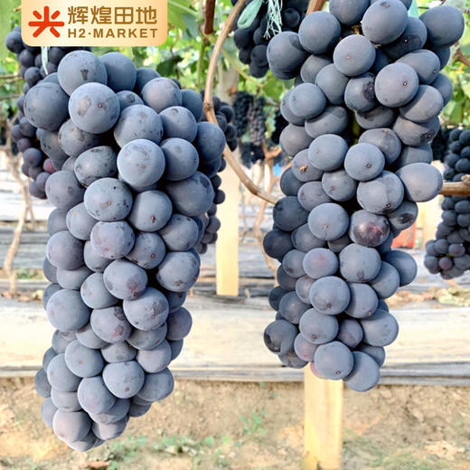 云南蓝莓葡萄（无籽）3斤礼盒装（2-3串） 商品图3