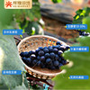 云南蓝莓葡萄（无籽）3斤礼盒装（2-3串） 商品缩略图2