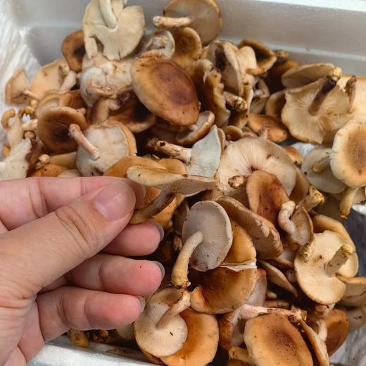 顺丰空运云南深山野生小香蕈头水雨前菇菌肉脆嫩香滑鲜味物质浓度是干菇的3倍无需味精自然鲜香直击味蕾基地直邮 商品图3