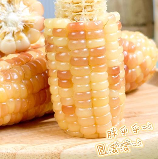 【香糯小玉米】浓浓玉米香，云南西双版纳高原种植，新鲜采摘熟化，Q弹有嚼劲，老人小孩孕妇爱吃的粗粮 商品图6