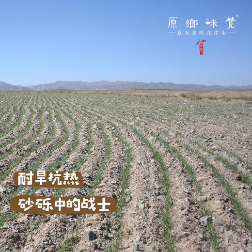 红秃头生态面粉（基地直发-韵达/邮政包邮）｜5斤/袋，来自甘肃武威，生产者：陈多昌【合作生产，公平贸易】 商品图1