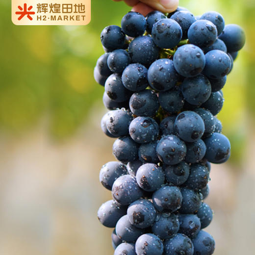 云南蓝莓葡萄（无籽）3斤礼盒装（2-3串） 商品图4