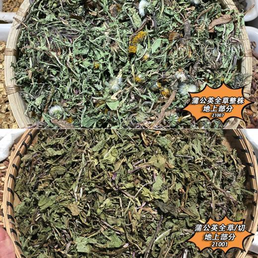 蒲公英 蒲公英草 蒲公英根  茶 商品图1